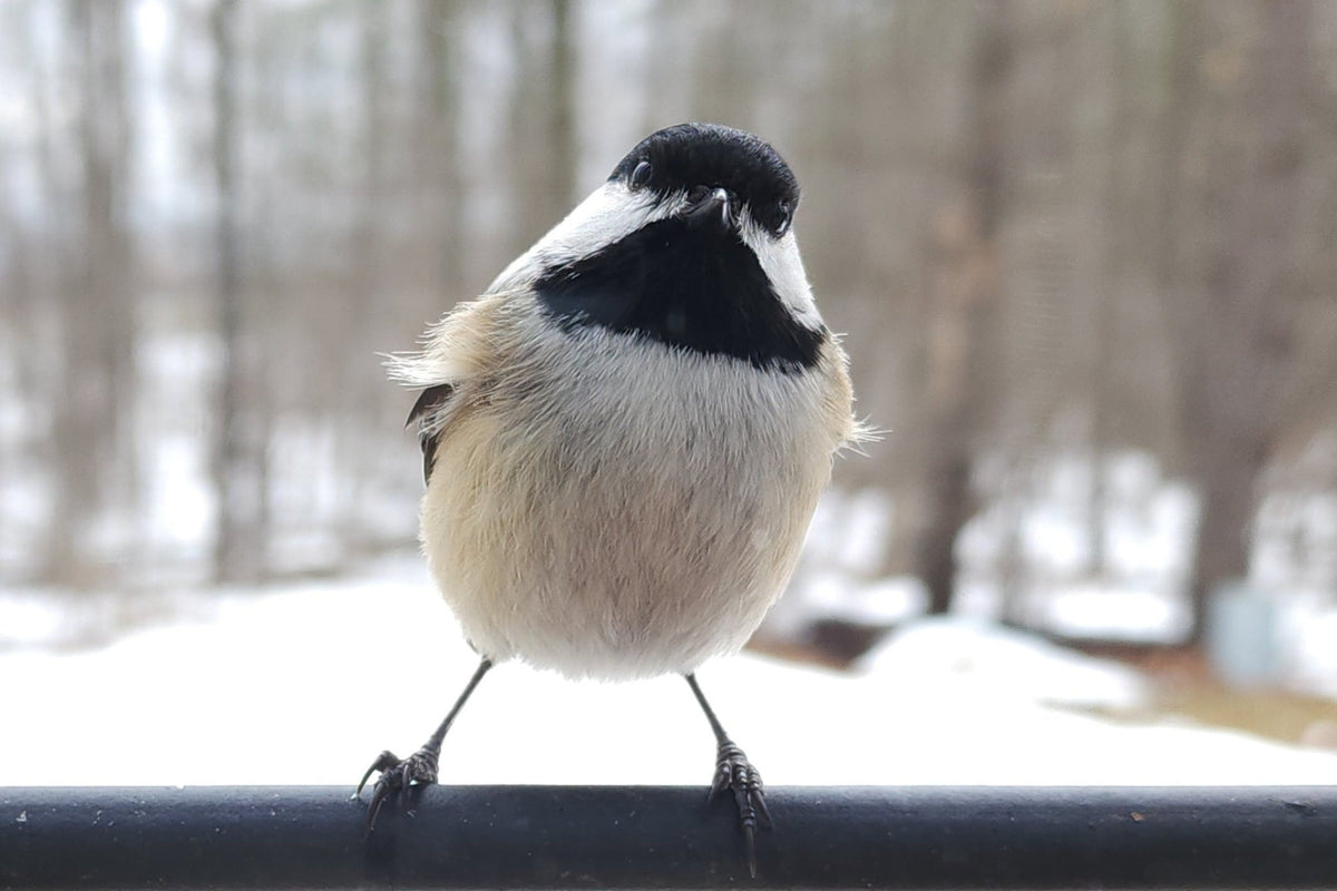 Black-capped chickadee perched at my window feeder, leaning sideways and looking in at me.