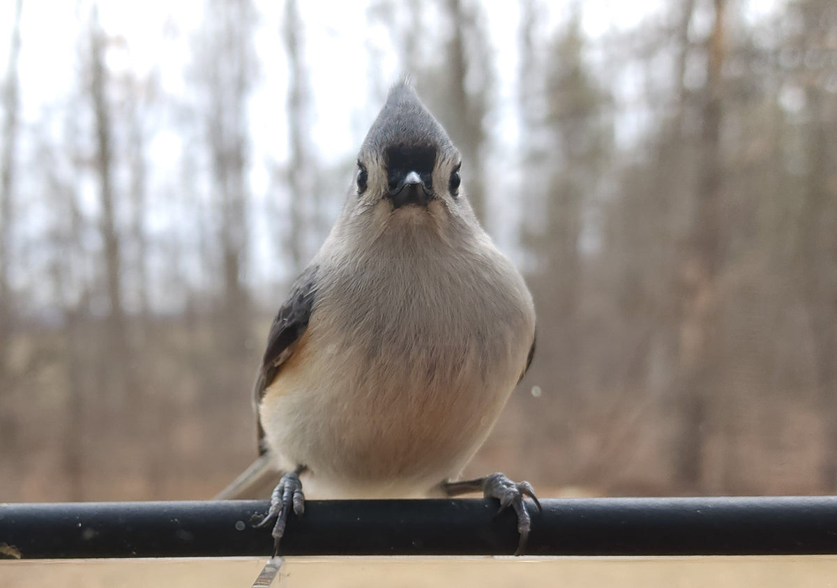 The Tufted Titmouse: A Curious Little Bird Who Never Passes Up a Free Buffet